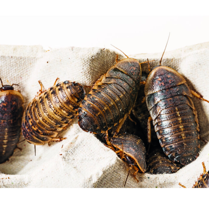 Argentinische Waldschaben Insektenzucht Terraristix Pinkafeld