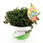 Golliwoog (Callisia repens) Futterpflanzen Terraristix Pinkafeld