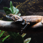 Kragenechse Chlamydosaurus kingii Reptilienzucht Terraristix Pinkafeld