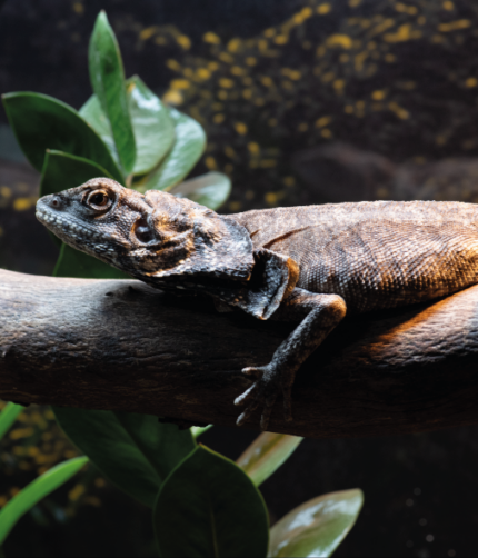 Kragenechse Chlamydosaurus kingii Reptilienzucht Terraristix Pinkafeld