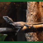 Kragenechse Chlamydosaurus kingii Reptilienzucht Terraristix Pinkafeld