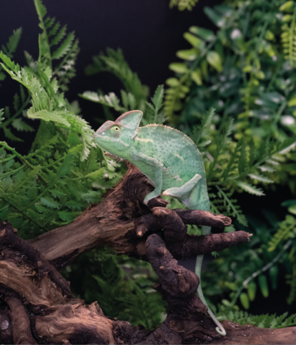 Jemenchamäleon Weibchen Reptilienzucht Terraristix Pinkafeld