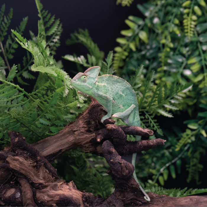 Jemenchamäleon Weibchen Reptilienzucht Terraristix Pinkafeld