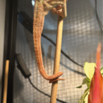 Panther Chamäleon Tamatave Rot Reptilien Zoo Terraristix Pinkafeld