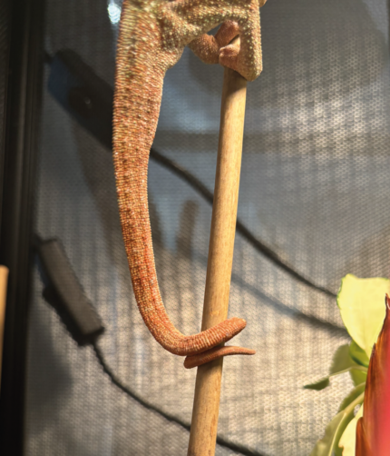 Panther Chamäleon Tamatave Rot Reptilien Zoo Terraristix Pinkafeld