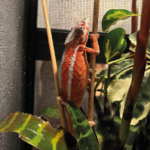 Pantherchamäleon Tamatave Rot Reptilien Zoo Pinkafeld