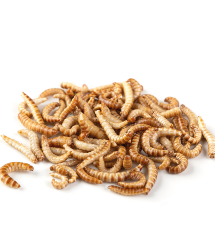 Mehlwürmer Mealworms Zucht Reptilienzucht Terraristix Pinkafeld