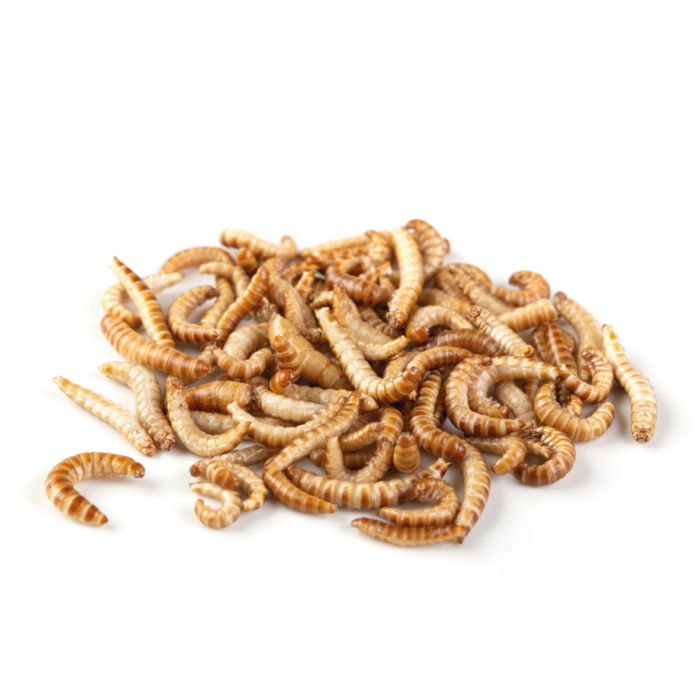 Mehlwürmer Mealworms Zucht Reptilienzucht Terraristix Pinkafeld