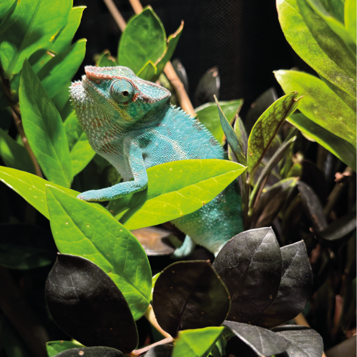 Panther Chamäleon Nosy BE Terraristix Reptilienzucht Pinkafeld