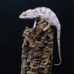 Panther Chamäleon Weibchen Reptilienzucht Terraristix Pinkafeld