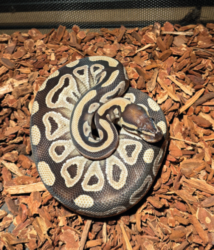 Königspython Bongo Mojave Weibchen Reptilienzucht Terraristix Pinkafeld