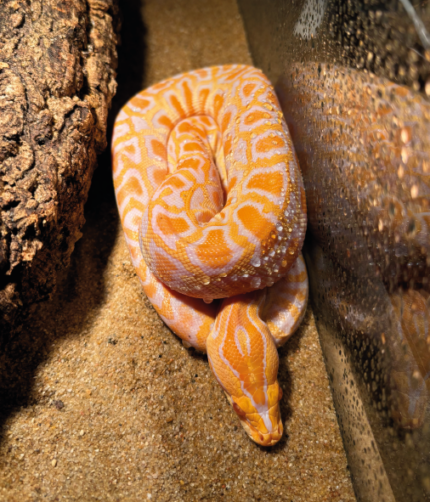 Tigerpython Bivitattus Reptilienzucht Terraristix Pinkafeld