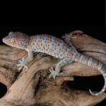 Gecko Gecko Reptilienzucht Zoo Futter Terraristix Pinkafeld