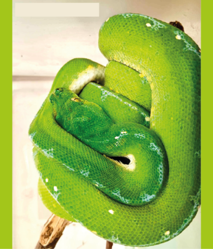 Morelia Viridis Grüner Baumpython Weibchen Terraristix Pinkafeld