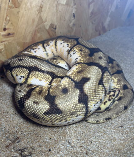 Königspython Pastel Spieder Männchen Reptilienzucht Terraristix Pinkafeld