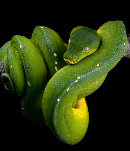 Pythons