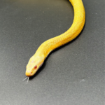 Kornnatter Corn Snake Citro Yellow Gelb Terraristix Pinkafeld Reptilienzucht