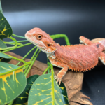 Farbbartagame Bearded Dragon Coral-Line Rot weiß Reptilienzucht Terraristix Pinkafeld