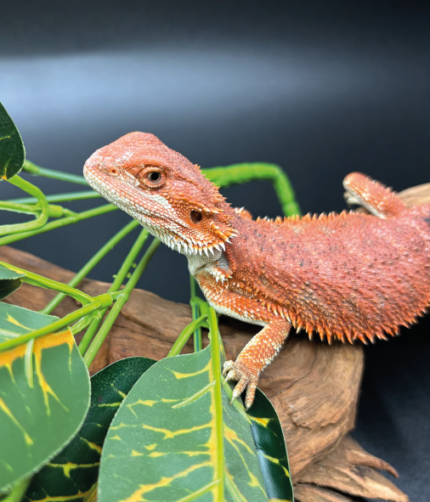 Farbbartagame Bearded Dragon Coral-Line Rot weiß Reptilienzucht Terraristix Pinkafeld