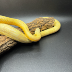 Kornnatter Corn Snake Citro Yellow Gelb Terraristix Pinkafeld Reptilienzucht