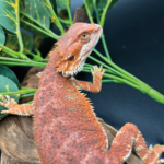 Farbbartagame Bearded Dragon Coral-Line Rot weiß Reptilienzucht Terraristix Pinkafeld