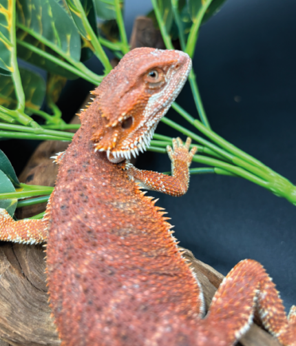 Farbbartagame Bearded Dragon Coral-Line Rot weiß Reptilienzucht Terraristix Pinkafeld