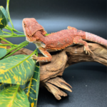 Farbbartagame Bearded Dragon Coral-Line Rot weiß Reptilienzucht Terraristix Pinkafeld