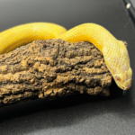 Kornnatter Corn Snake Citro Yellow Gelb Terraristix Pinkafeld Reptilienzucht