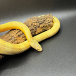 Kornnatter Corn Snake Citro Yellow Gelb Terraristix Pinkafeld Reptilienzucht