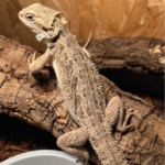 Bartagame Classic Bearded Dragon Reptilienzucht Terraristix Pinkafeld