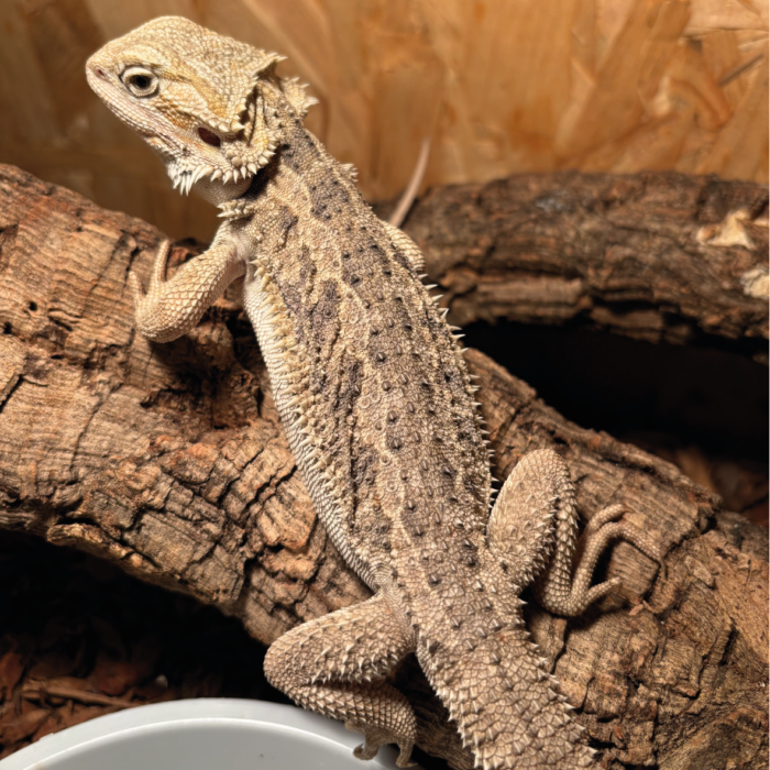 Bartagame Classic Bearded Dragon Reptilienzucht Terraristix Pinkafeld