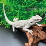 Bartagame Pogona Zero White Weiße Bartagame Reptilienzucht Terraristix Pinkafeld