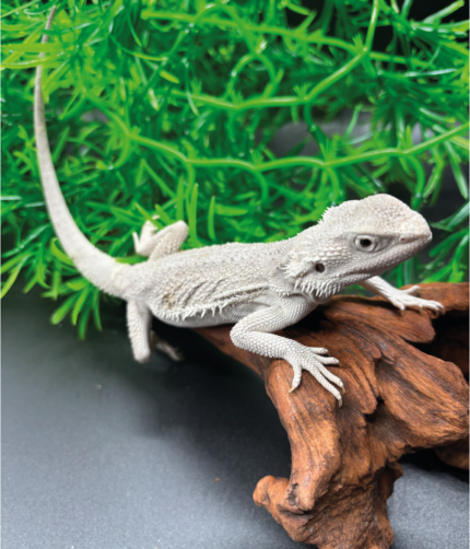 Bartagame Pogona Zero White Weiße Bartagame Reptilienzucht Terraristix Pinkafeld