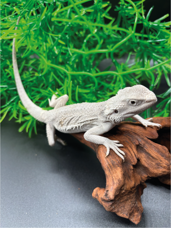 Bartagame Pogona Zero White Weiße Bartagame Reptilienzucht Terraristix Pinkafeld