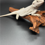 Bartagame Pogona Hypo Zero White Weiße Bartagame Reptilienzucht Terraristix Pinkafeld
