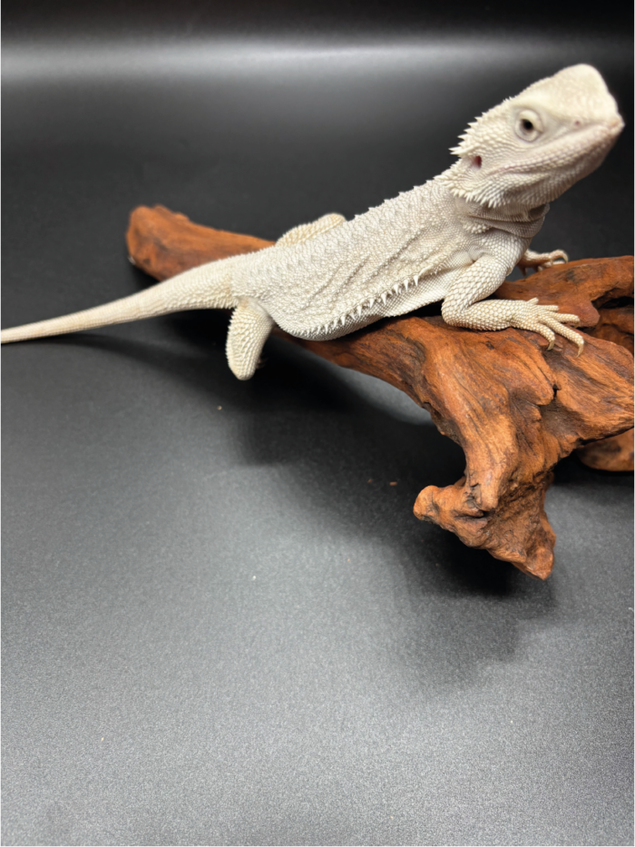Bartagame Pogona Hypo Zero White Weiße Bartagame Reptilienzucht Terraristix Pinkafeld