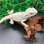 Bartagame Pogona Hypo Zero White Weiße Bartagame Reptilienzucht Terraristix Pinkafeld