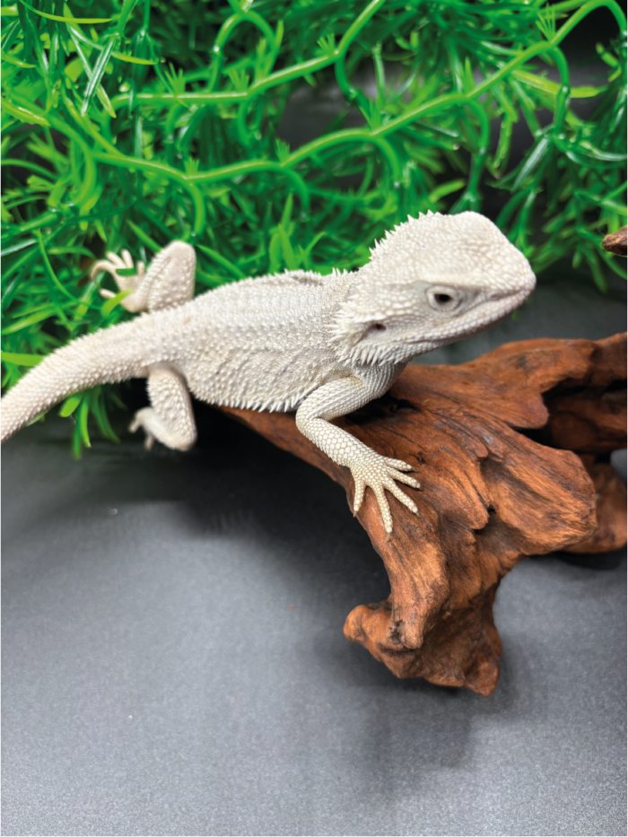 Bartagame Pogona Hypo Zero White Weiße Bartagame Reptilienzucht Terraristix Pinkafeld