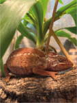 Chamaeleo oustaleti Madagaskar Riesenchamäleon Weibchen Terraristix Pinkafeld