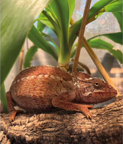 Chamaeleo oustaleti Madagaskar Riesenchamäleon Weibchen Terraristix Pinkafeld