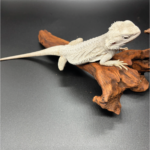 Bartagame Pogona Hypo Zero White Weiße Bartagame Reptilienzucht Terraristix Pinkafeld
