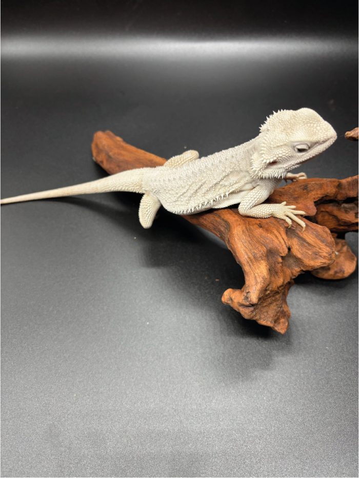Bartagame Pogona Hypo Zero White Weiße Bartagame Reptilienzucht Terraristix Pinkafeld