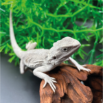 Bartagame Pogona Zero White Weiße Bartagame Reptilienzucht Terraristix Pinkafeld