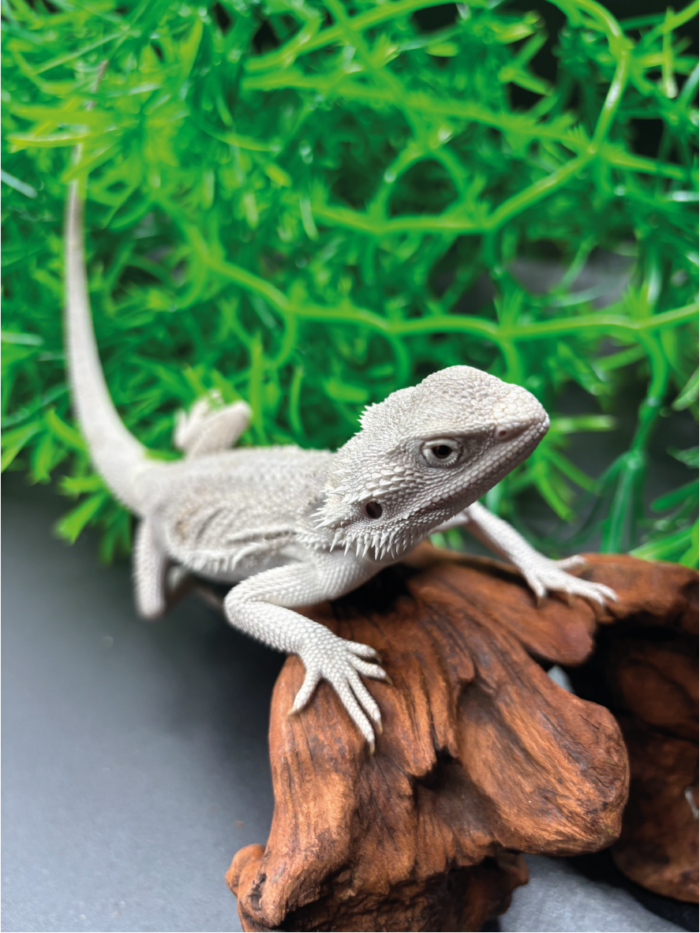 Bartagame Pogona Zero White Weiße Bartagame Reptilienzucht Terraristix Pinkafeld