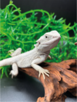 Bartagame Pogona Hypo Zero White Weiße Bartagame Reptilienzucht Terraristix Pinkafeld