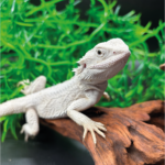 Bartagame Pogona Hypo Zero White Weiße Bartagame Reptilienzucht Terraristix Pinkafeld