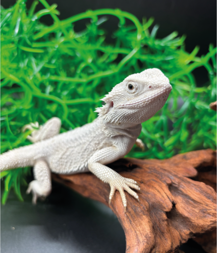 Bartagame Pogona Hypo Zero White Weiße Bartagame Reptilienzucht Terraristix Pinkafeld