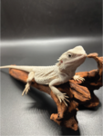 Bartagame Pogona Hypo Zero White Weiße Bartagame Reptilienzucht Terraristix Pinkafeld