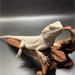 Bartagame Pogona Hypo Zero White Weiße Bartagame Reptilienzucht Terraristix Pinkafeld