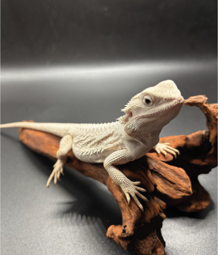 Bartagame Pogona Hypo Zero White Weiße Bartagame Reptilienzucht Terraristix Pinkafeld